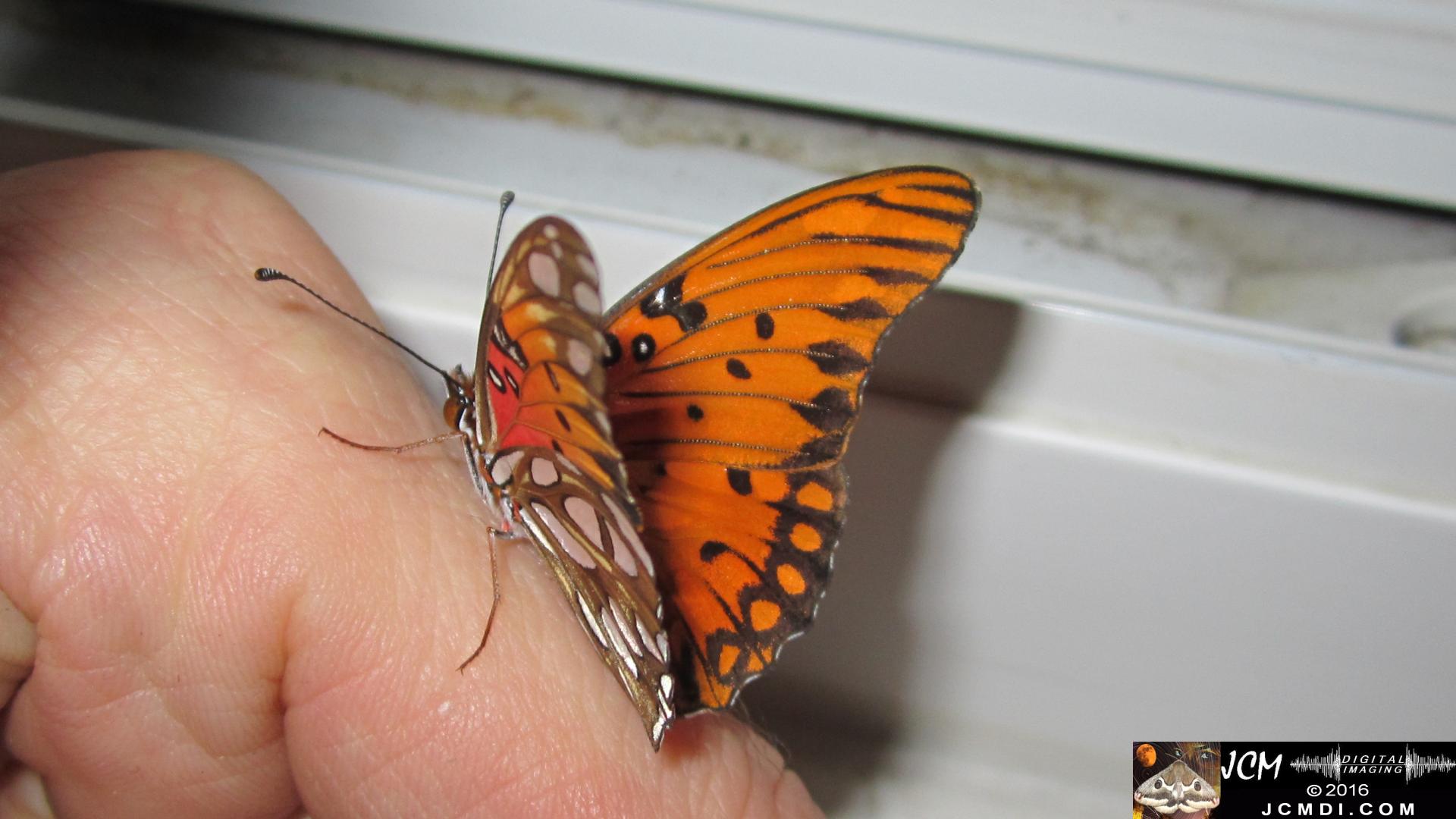 20160919 775 Gulf Fritillary Butterfly Adult on finger.jpg